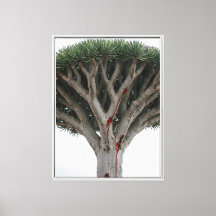 Arbre à Sang de Dragon Paysage Naturel Mystique S