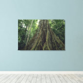 Toile Arbre boutonné dans la forêt tropicale, Corcovado (Insitu (Plancher de Bois))