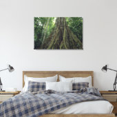Toile Arbre boutonné dans la forêt tropicale, Corcovado (Insitu(Chambre))