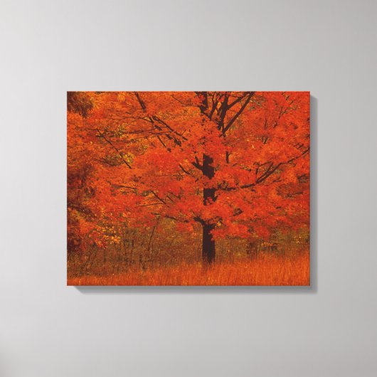 Toile Arbre d'automne avec feuillage rouge (Recto)