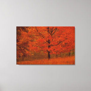 Toile Arbre d'automne avec le feuillage rouge