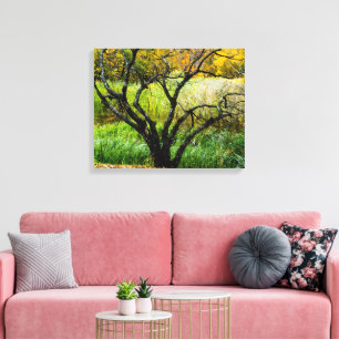 Toile Arbre de bouleau de Carélie tordu en automne