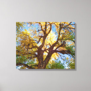 Toile Arbre de Cottonwood Parc national de Capitol Ree