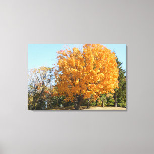 Toile Arbre d'or en automne