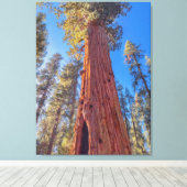 Toile Arbre géant séquoia en forêt (Insitu (Plancher de Bois))