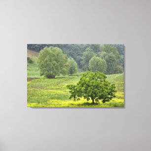 Toile Arbre isolé dans un champ agricole, Toscane, 2