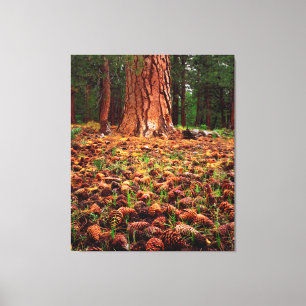 Toile Arbre Ponderosa ancien avec des cônes de pin