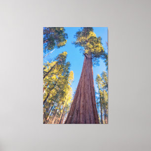 Toile Arbre séquoia géant