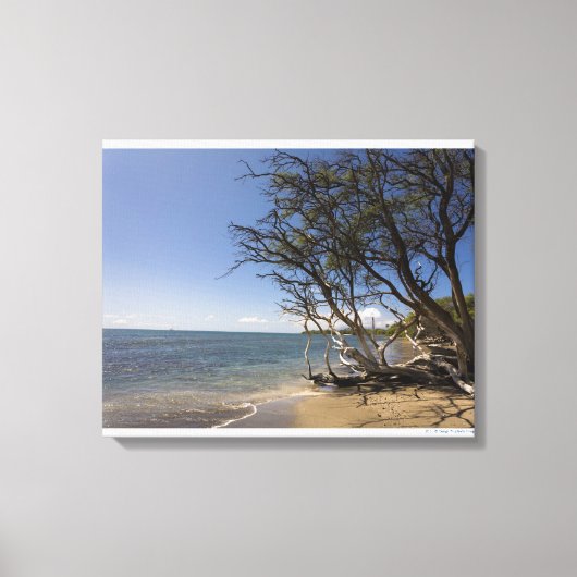 Toile Arbre Sur Une Plage Le Long Du Littoral (Recto)