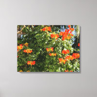Arbre tropical | Fleurs orange