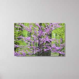 Toile Arbres Redbud en pleine floraison printanière près