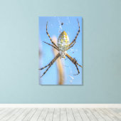 Toile Argiope baguée Tisserin - Argiope trifasciata (Insitu (Plancher de Bois))