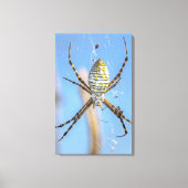 Toile Argiope baguée Tisserin - Argiope trifasciata (Recto)