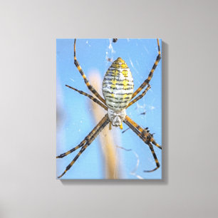 Toile Argiope trifasciée - Argiope trifasciata