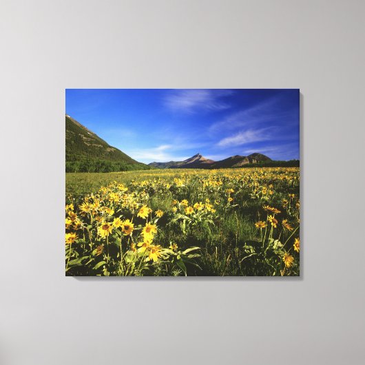 Toile Arrowleaf balsomroot couvre la prairie avec (Recto)