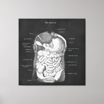 Art anatomique Gastro-entérologiste intestinal Déc