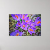 Toile Art Crocus (Recto)