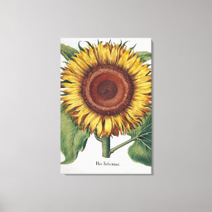 Toile Art de fleur de damas vintage tournesol