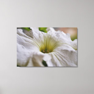 Toile Art photographique blanc pétunia