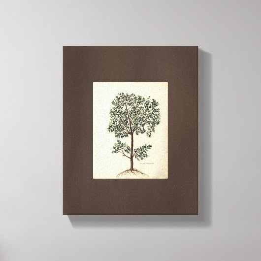 Toile Art vintage Dessin Botanique Olive Tree Canvas (Recto)