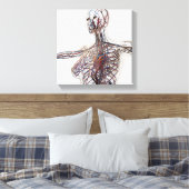 Toile Artères, Veines Et Système Lymphatique 1 (Insitu(Chambre))