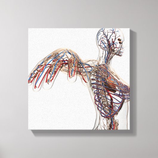 Toile Artères, Veines Et Système Lymphatique 2 (Recto)