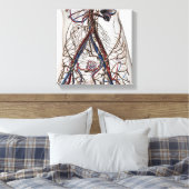 Toile Artères, Veines Et Système Lymphatique 4 (Insitu(Chambre))