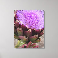 Artichoke - Colorado Star