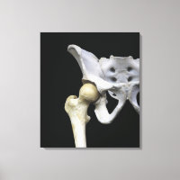 Articulation de la hanche au Pelvis