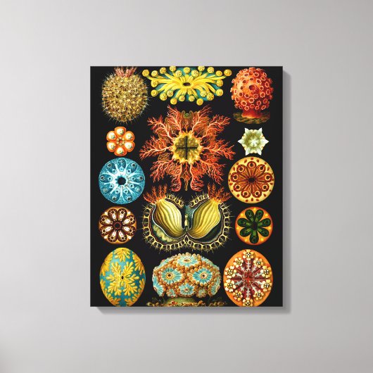 Toile Ascidiacea (Equipes de mer), Ernst Haeckel Fine Ar (Recto)