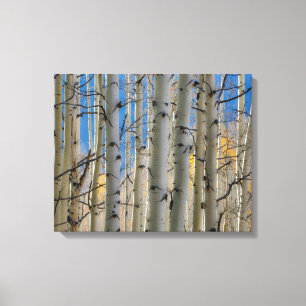 Toile Aspen Groves Colorado Montagnes Rocheuses