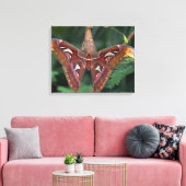 Toile Atlas Moth (Insitu(Salon))