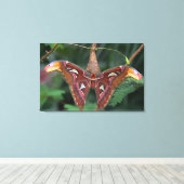 Toile Atlas Moth (Insitu (Plancher de Bois))