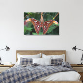 Toile Atlas Moth (Insitu(Chambre))