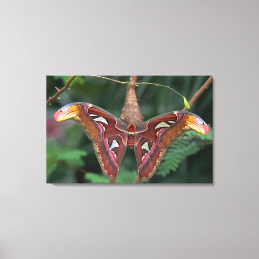 Toile Atlas Moth (Recto)