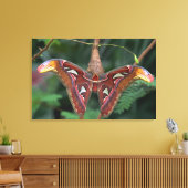 Toile Atlas Moth (Insitu(Salon))