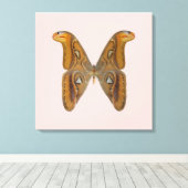 Toile Atlas Moth (Insitu (Plancher de Bois))