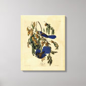 Toile Audobon - Florida Jay (Recto)