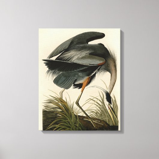 Toile Audubon Great Blue Heron Marsh Bird (Recto)