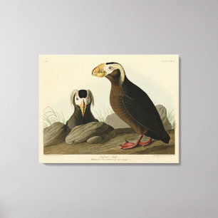 Toile Audubon (Puffin) - Audubon's Birds of America