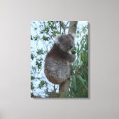 Toile Australia Kangaroo Island Koala in a Tree (Recto)