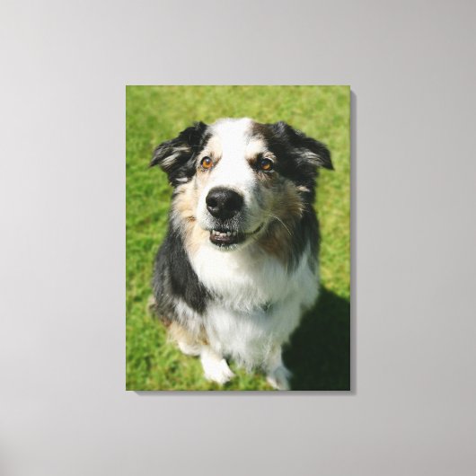 Toile Australian Shepherd sourit devant la caméra (Recto)
