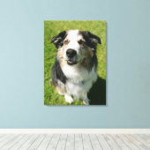 Toile Australian Shepherd sourit devant la caméra (Insitu (Plancher de Bois))