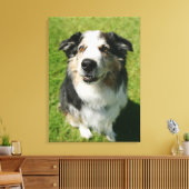 Toile Australian Shepherd sourit devant la caméra (Insitu(Salon))
