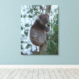 Toile Australie Kangaroo Island Koala dans un arbre