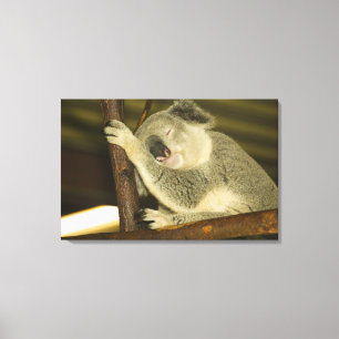 Toile Australie, Queensland, Brisbane. Fig Tree