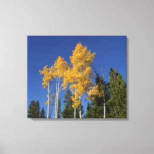 Toile Automne Aspen Brilliance et Colorado Blue Skies