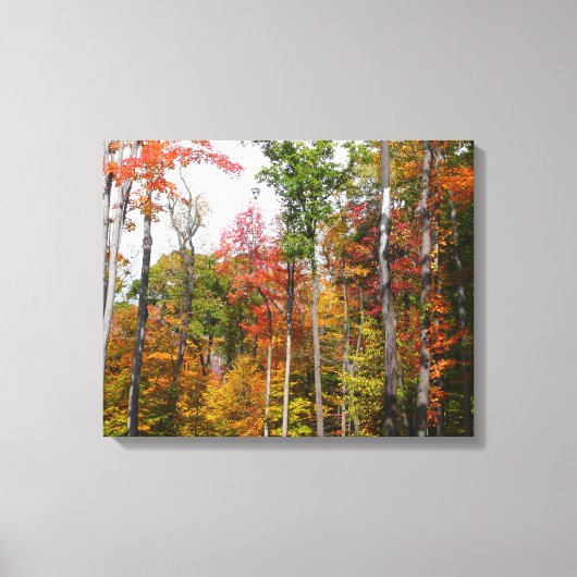 Toile Automne dans la forêt Colorée Photographie d'autom (Recto)