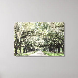Toile Avenue des Chênes, Boone Hall Plantation Aquarelle