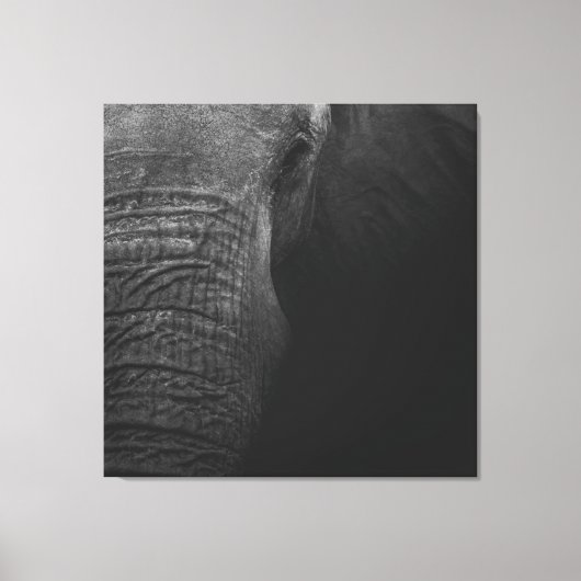 Toile B&W Elephant (Recto)